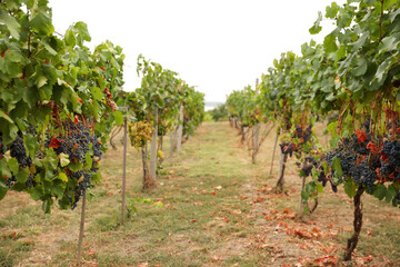 Fototapeta na wymiar Beautiful view of vineyard with ripening grapes