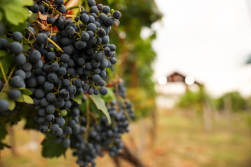 Bunch of ripe juicy grapes on branch in vineyard, closeup. Space for text
