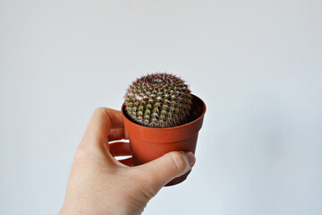 Hand holding cactus green house plant in small brown pot over white	