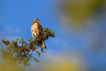 Hawk