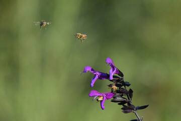 Image of bee in nature setting