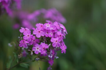 purple flower 1
