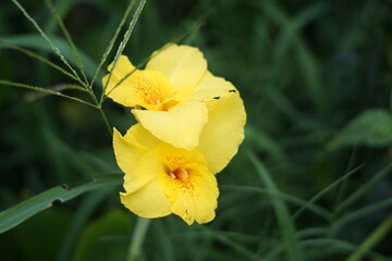 yellow flower