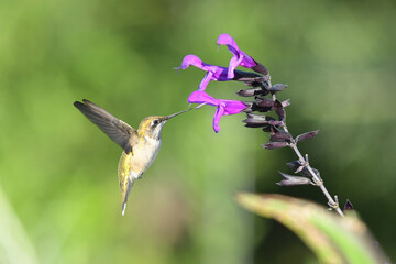 Image of Hummingbird in natural setting