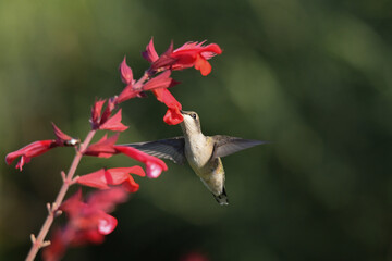 Image of Hummingbird in natural setting