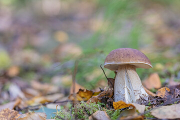 Fototapeta premium Leaves, moss, grass, mushrooms. Close-up. Natural background