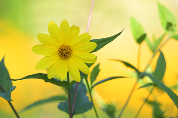 Image of flower in natural setting