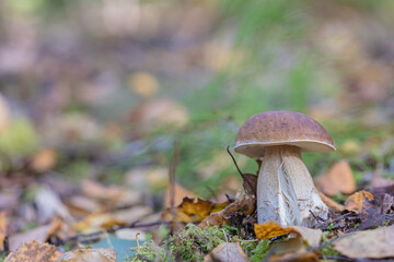 Leaves, moss, grass, mushrooms. Close-up. Natural background