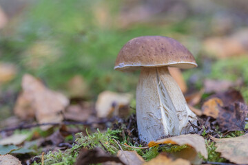 Leaves, moss, grass, mushrooms. Close-up. Natural background