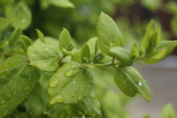 fresh mint leaves