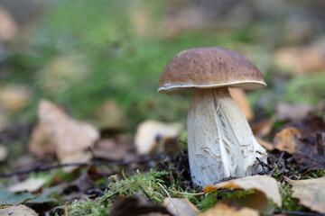 Leaves, moss, grass, mushrooms. Close-up. Natural background
