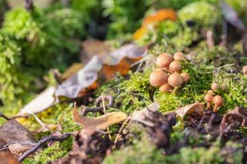 Fototapeta premium Leaves, moss, grass, mushrooms. Close-up. Natural background