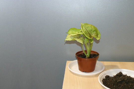 Syngonium Butterfly Allusion vine potted house plant and some soil for reppoting. Neytral grey background and some spare space for a text.