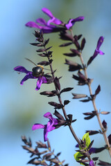Bee in natural setting