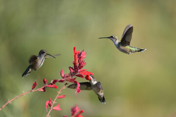 Image of Hummingbird in natural setting