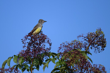 Image of bird in natural setting