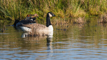 Fototapeta premium Canada Geese, Canada Goose, Branta Canadensis in environment