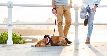 (Cocker Spaniel) Dog on a leash and harness lying on the promenade ground with it's owner © Enol