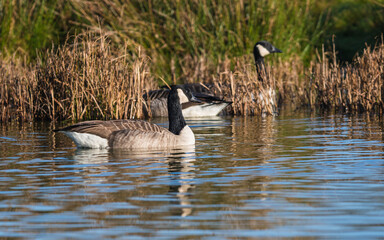 Obraz premium Canada Geese, Canada Goose, Branta Canadensis in environment