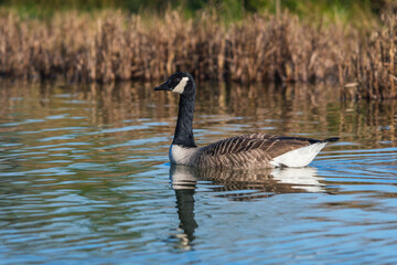 Canada Geese, Canada Goose, Branta Canadensis in environment