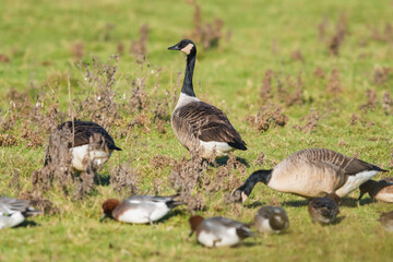 Canada Geese, Canada Goose, Branta Canadensis in environment