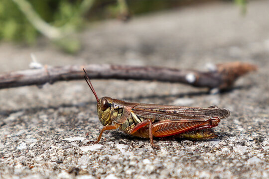 Close up image of Grasshopper on the ground
