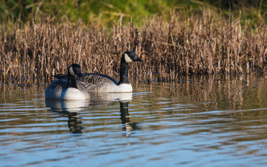 Canada Geese, Canada Goose, Branta Canadensis in environment