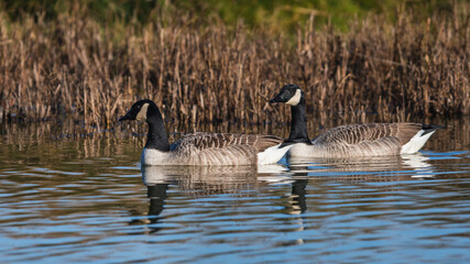 Canada Geese, Canada Goose, Branta Canadensis in environment