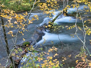 晩秋の奥入瀬渓流の情景＠青森