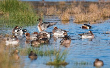 Eurasian Wigeon, Wigeon duck, Mareca penelope birds in habitat