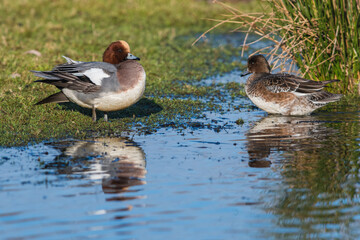 Eurasian Wigeon, Wigeon duck, Mareca penelope birds in habitat