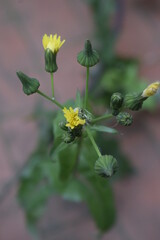 Garden Close-Up