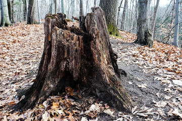 stump in the forest