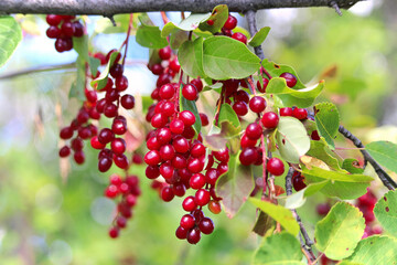 Wild red ripe chokecherries hanging on a branch