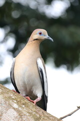 Paloma curiosa