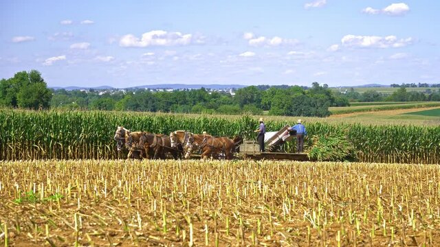 An Amish Family Harvesting Corn Crop using 6 Horses and Old Farm Equipment
