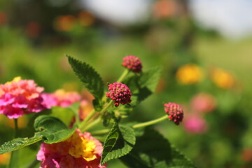 Pink buds of lantana