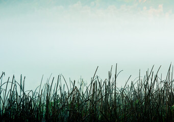 Grasses  in the fog , countryside Chiangmai province  Thailand