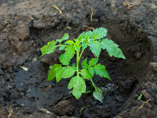 Growing vegetables in the garden on a holiday is a fine job. Vegetable gardening , Tree planting.