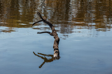 old branch sticking out of the water