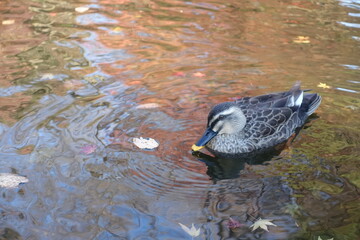 秋のカモ、紅葉映る水面に浮かぶ