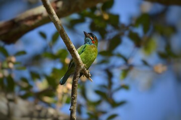 The face and neck of the crown is red, the middle of the crown is black, long down beside the head and the side is red. The birds are found in the lower western regions with black on the cheeks.