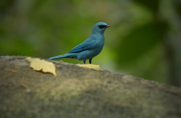 Light blue-gray rather than male The eyes and eyes are not as clear as the male. Different from the light blue insect catching bird at the shorter mouth The bottom of the sky has white stripes.