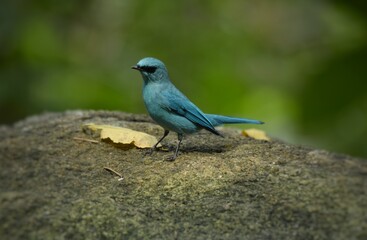 Light blue-gray rather than male The eyes and eyes are not as clear as the male. Different from the light blue insect catching bird at the shorter mouth The bottom of the sky has white stripes.