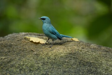 Light blue-gray rather than male The eyes and eyes are not as clear as the male. Different from the light blue insect catching bird at the shorter mouth The bottom of the sky has white stripes.
