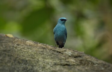 Light blue-gray rather than male The eyes and eyes are not as clear as the male. Different from the light blue insect catching bird at the shorter mouth The bottom of the sky has white stripes.