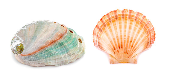 Sea shell an isolated on white background