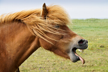 Icelandic horse yawning (or laughing), Iceland