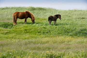 Naklejka premium Icelandic horses (female and foal) grazing in field, Iceland