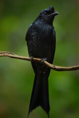 The face and neck of the crown is red, the middle of the crown is black, long down beside the head and the side is red. The birds are found in the lower western regions with black on the cheeks.